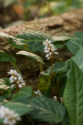 e0054067_23291961.jpg
