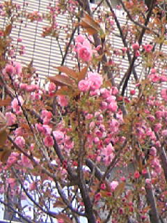 f0061067_2262212.jpg