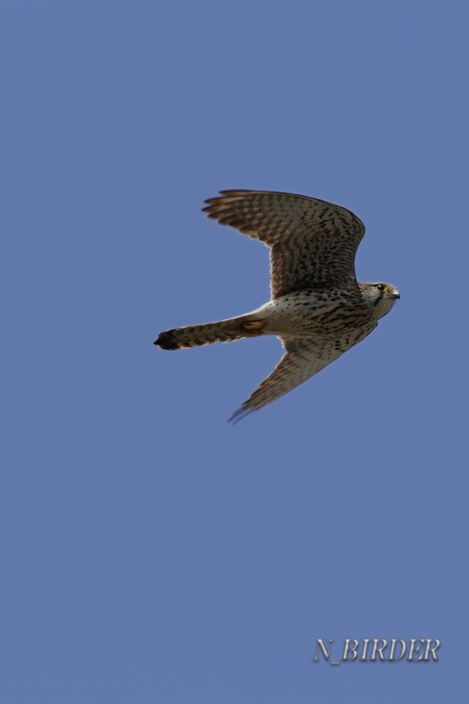 f0176070_20155723.jpg