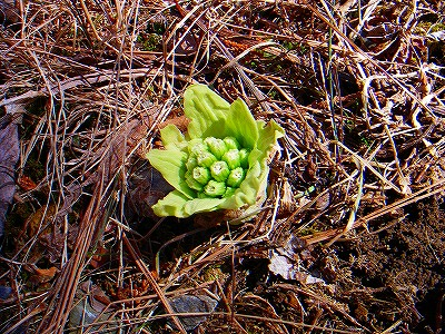 f0182173_1121948.jpg