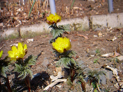 f0182173_1124155.jpg