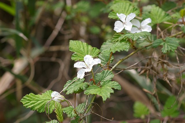 e0070891_14334447.jpg