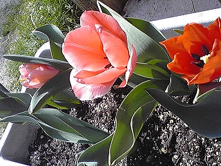 b0028347_953548.jpg