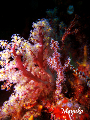 e0027447_0265037.jpg