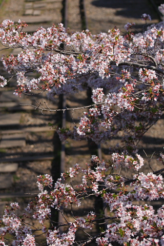 a0024250_2371459.jpg