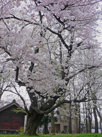 e0112077_111711.jpg