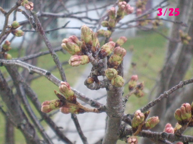 f0005081_225254.jpg