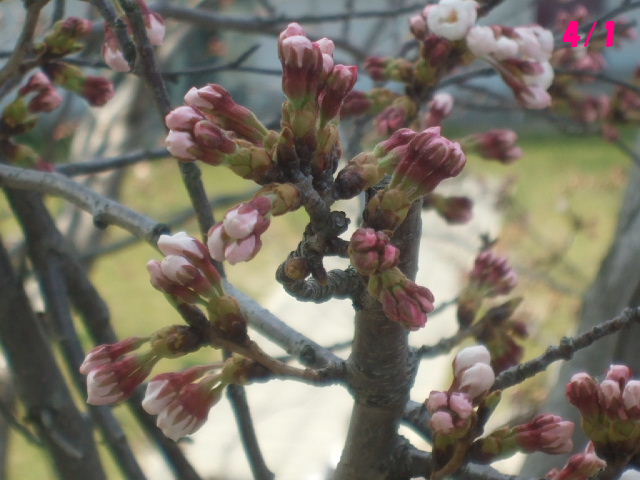 f0005081_2335125.jpg