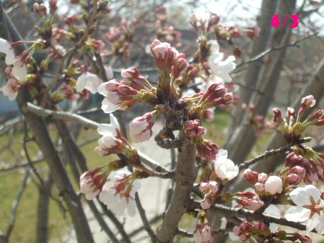 f0005081_236090.jpg