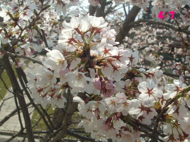 f0005081_238739.jpg