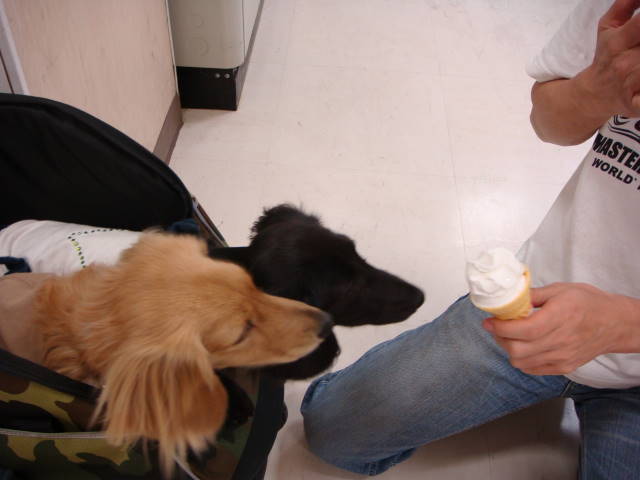 d0098295_17284673.jpg