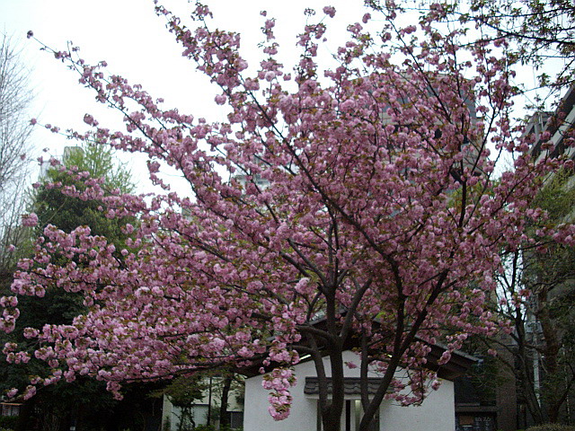 c0138198_15145558.jpg
