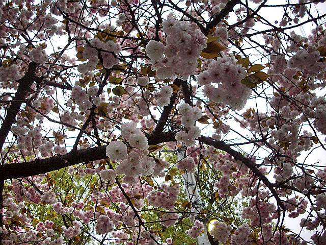 c0138198_1522551.jpg