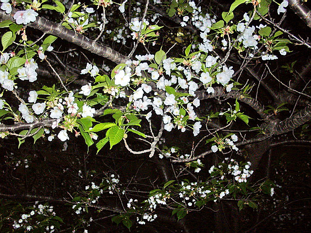 c0138198_15232553.jpg