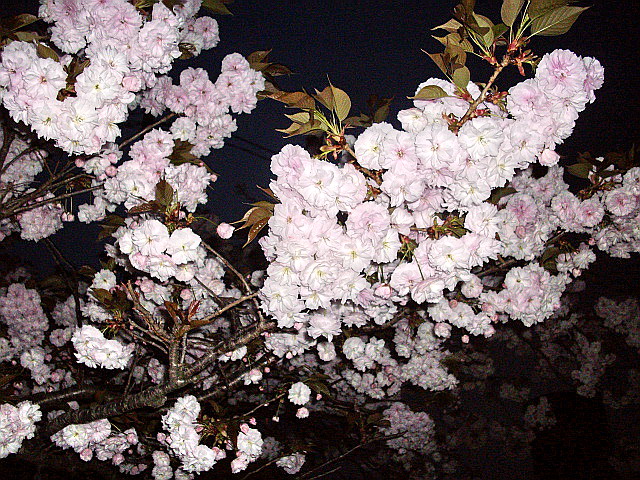 c0138198_1523363.jpg