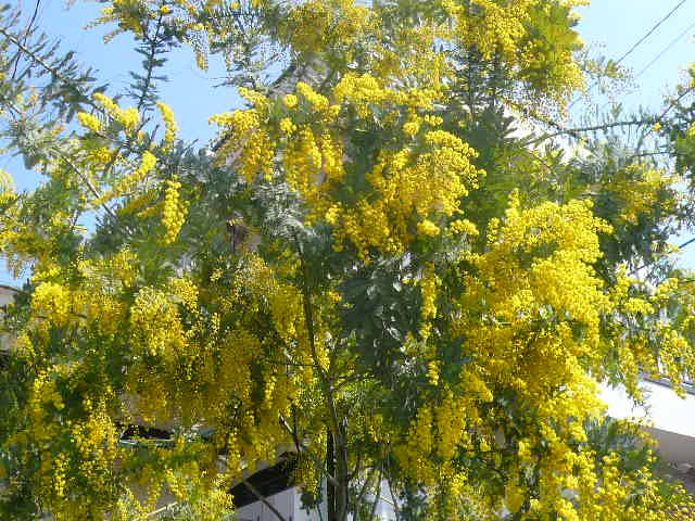 e0026017_1630927.jpg