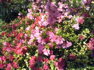 c0150520_9554529.jpg