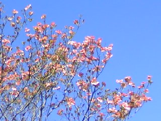 c0150520_955943.jpg