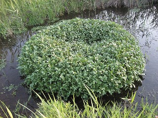 f0139520_23273211.jpg