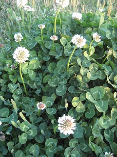 f0139520_2332231.jpg