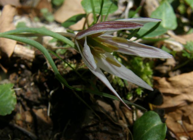 e0145033_17213291.jpg