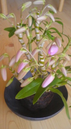 c0082534_10814.jpg