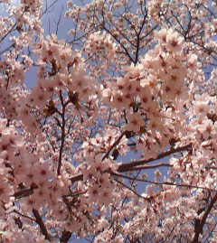 c0118536_0373634.jpg