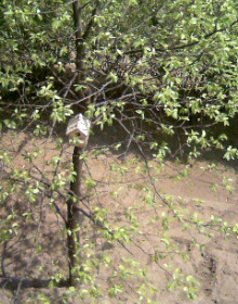 f0195549_12141951.jpg
