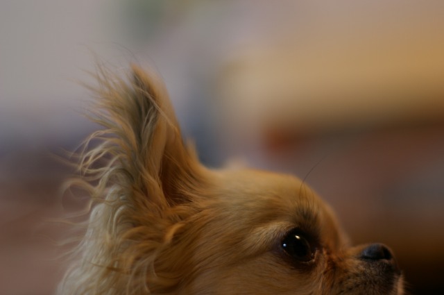 f0154751_2010294.jpg