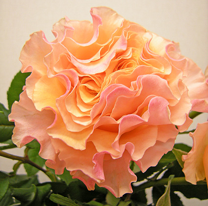 a0001354_21505056.jpg