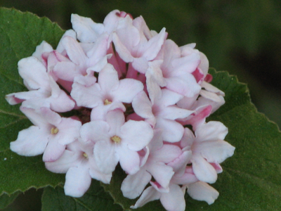 d0050472_2052210.jpg