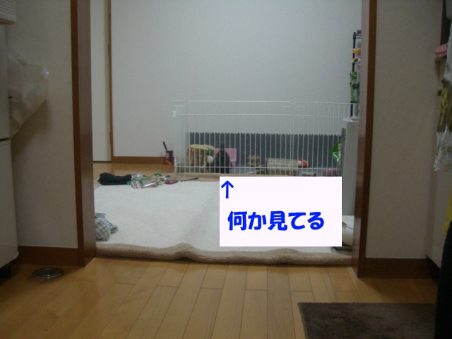 e0162273_2150090.jpg