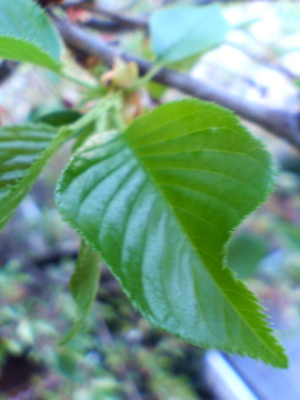 f0054677_8291683.jpg