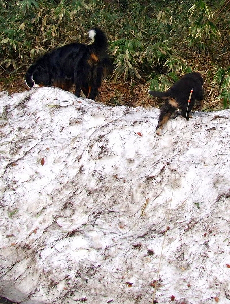 c0149178_8205013.jpg
