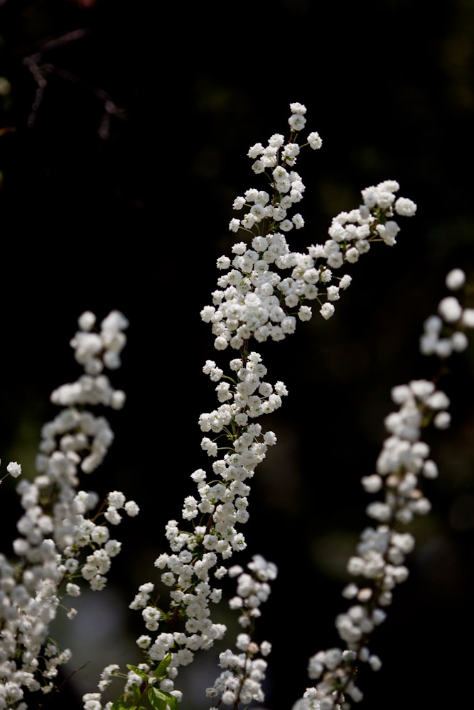 a0083081_15381126.jpg