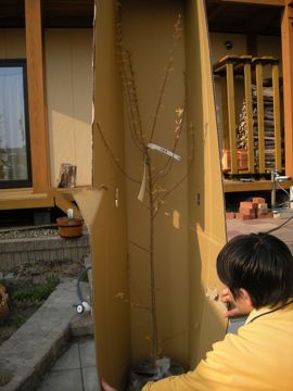 a0041183_831698.jpg