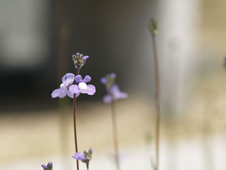 a0041508_14312694.jpg