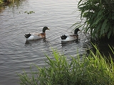 f0139520_08404.jpg