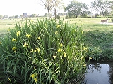 f0139520_0845.jpg
