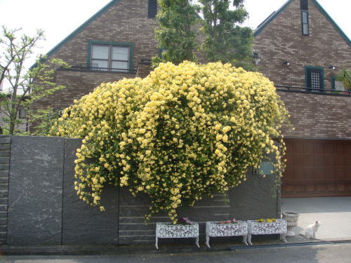 e0134032_12473198.jpg