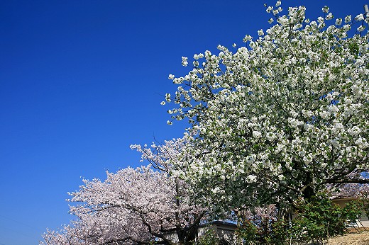 d0029333_20272717.jpg