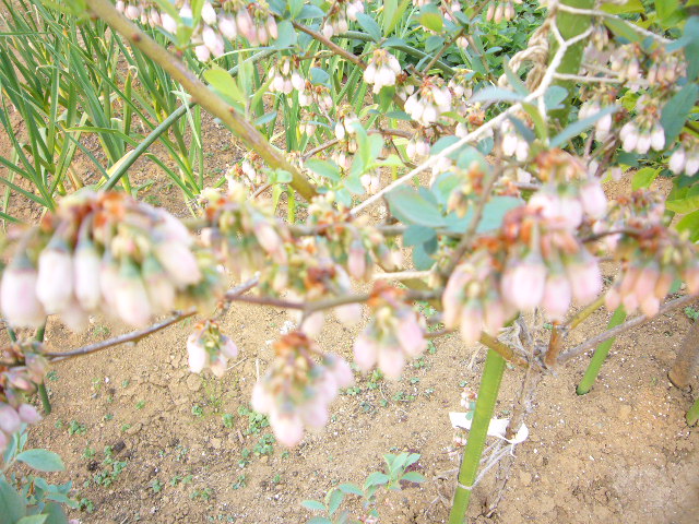 b0145240_17124733.jpg