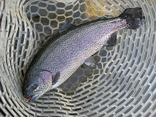 f0065341_15403751.jpg