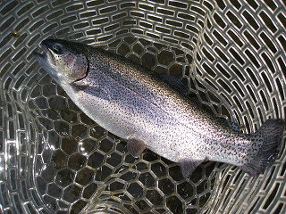 f0065341_1544232.jpg