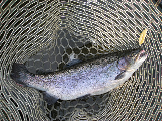 f0065341_1546893.jpg