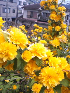 c0069766_104936.jpg