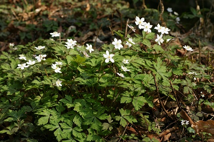 e0054067_134038.jpg