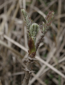 c0167576_730365.gif