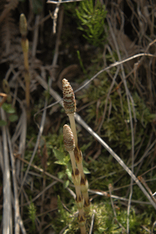 c0167576_7334043.gif