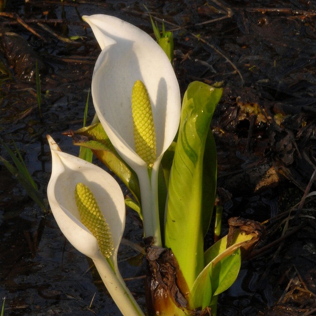 c0183777_1663245.jpg
